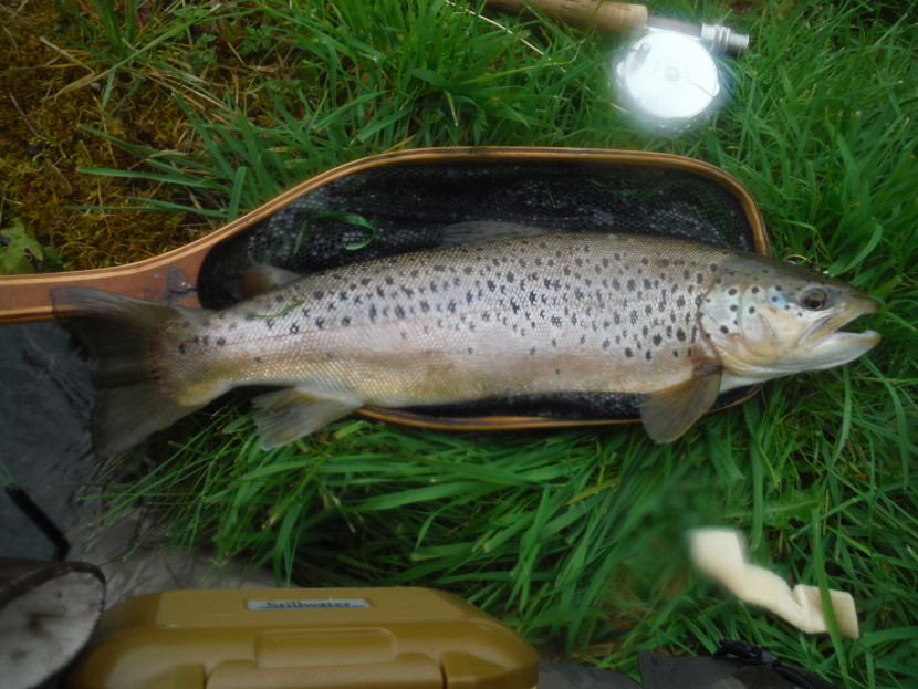 Avon trout